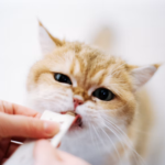 Vitamin Kucing untuk Menjaga Kesehatan Kulit dan Bulu